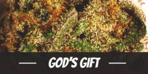 God’s Gift strain