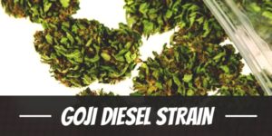 Goji Diesel Strain