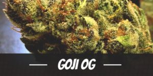 Goji OG