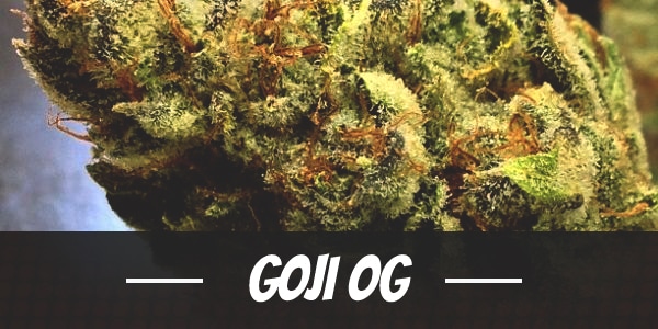 Goji OG