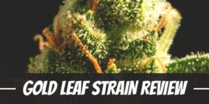 Gold Leaf Strain Review