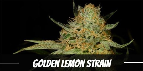 Golden Lemon Strain