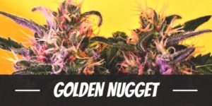 Golden Nugget