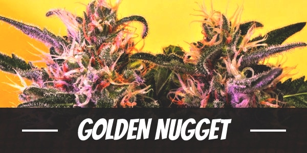 Golden Nugget