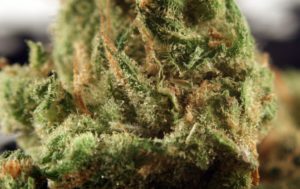 Golden Pineapple
