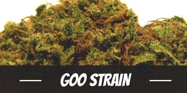 Goo Strain