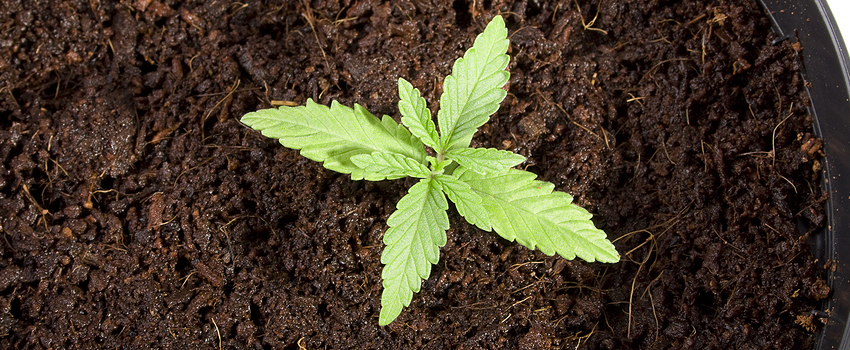 Good Soil