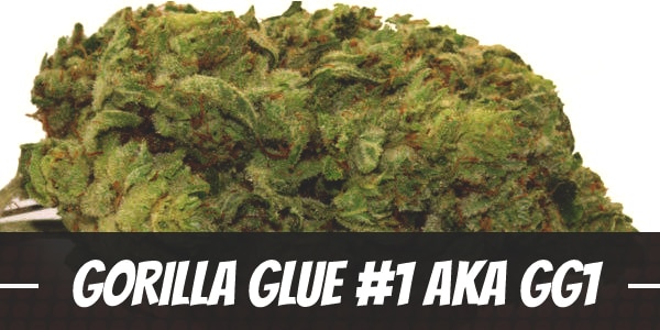 Gorilla Glue #1 Aka GG1