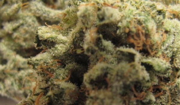 Gorilla Glue Strain