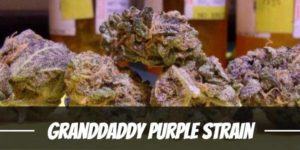 Granddaddy Purple Strain