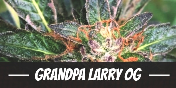Grandpa Larry OG
