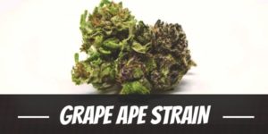 Grape Ape Strain
