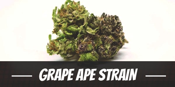 Grape Ape Strain