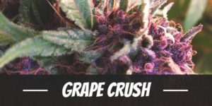 Grape Crush