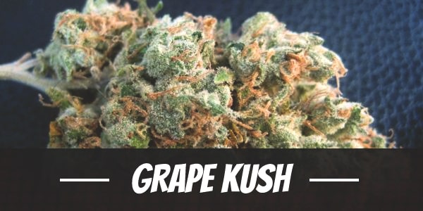 Grape Kush