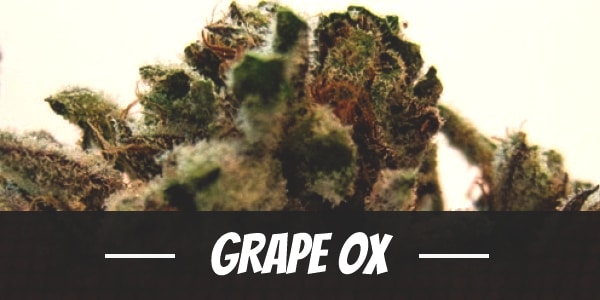 Grape OX