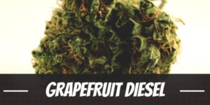Grapefruit Diesel