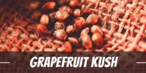 Grapefruit Kush Strain