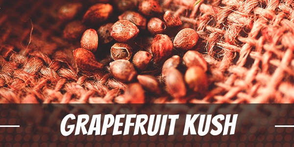 Grapefruit Kush Strain