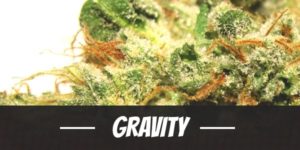 Gravity