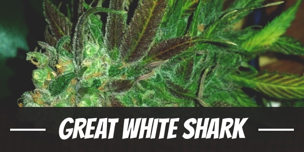 Great White Shark