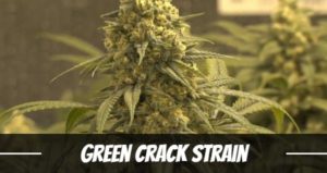 Green Crack Strain