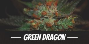 Green Dragon