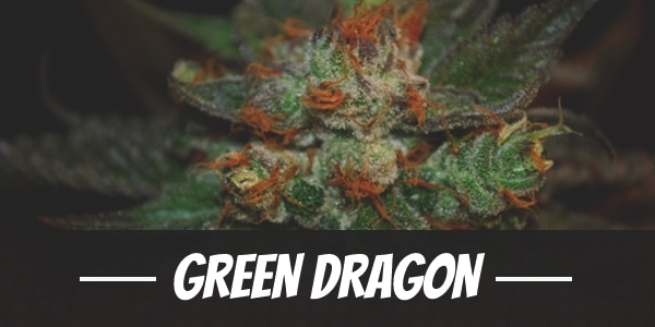 Green Dragon
