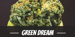 Green Dream