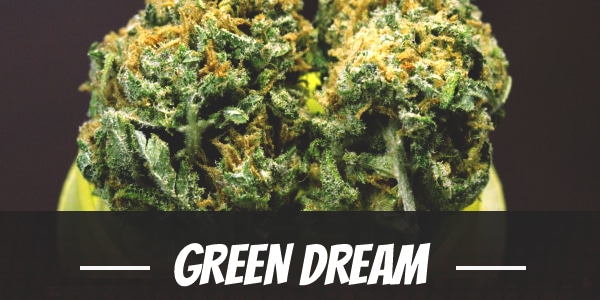 Green Dream