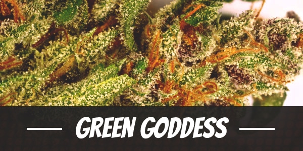 Green Goddess