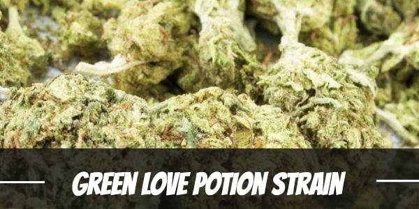 Green Love Potion Strain
