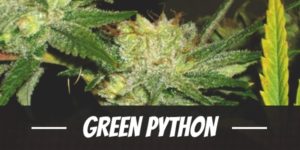 Green Python