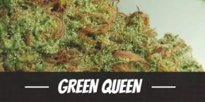 Green Queen