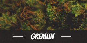 Gremlin