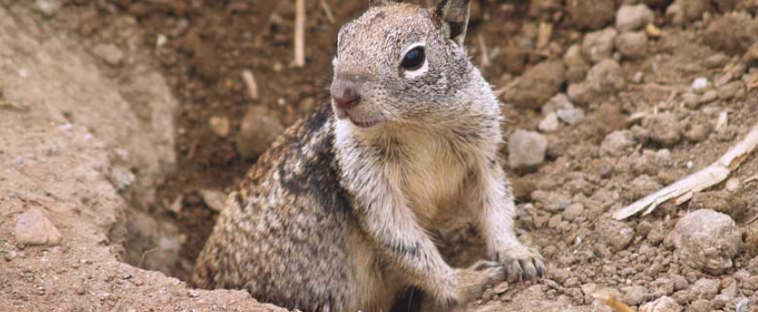 Ground Squirrel