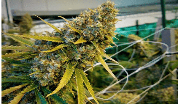 Growing Liberty Haze Strain