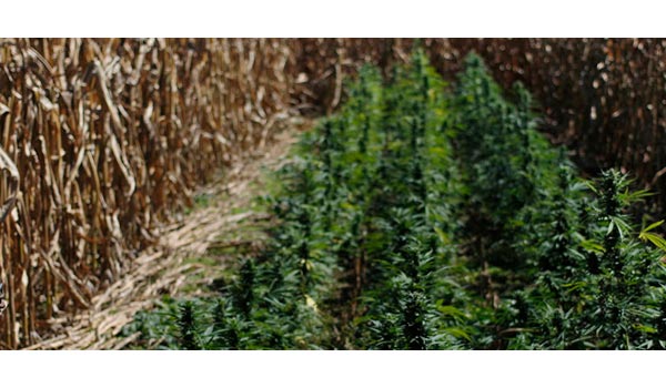 Growing cornfield
