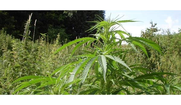 Growing in an open field