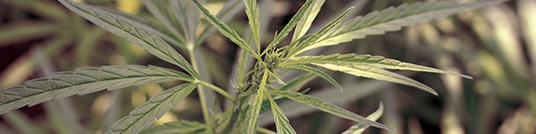 Growing the Pink Lemonade Strain