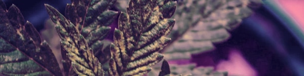 Growing the Space Cake Strain