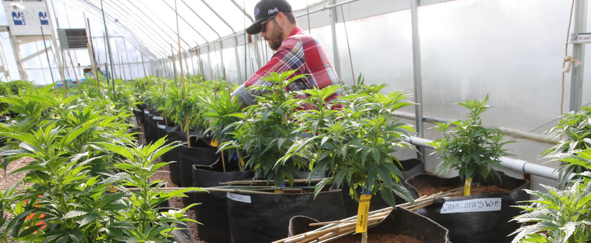 Growing_and_Manufacture_Marijuana