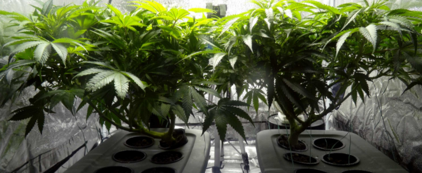 Growing_and_Manufacturing_Marijuana