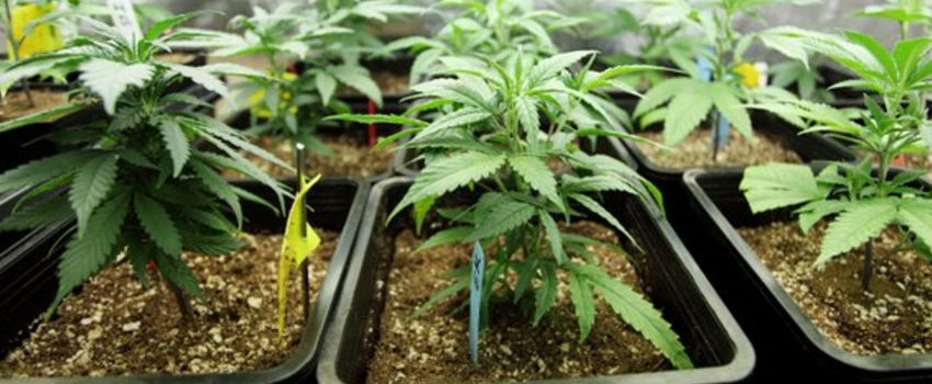 Growing_and_Manufacturing_Marijuana