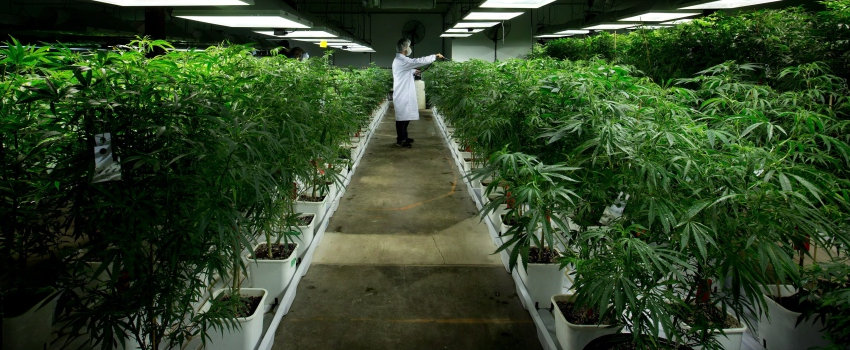 Growing_and_Manufacturing_Marijuana