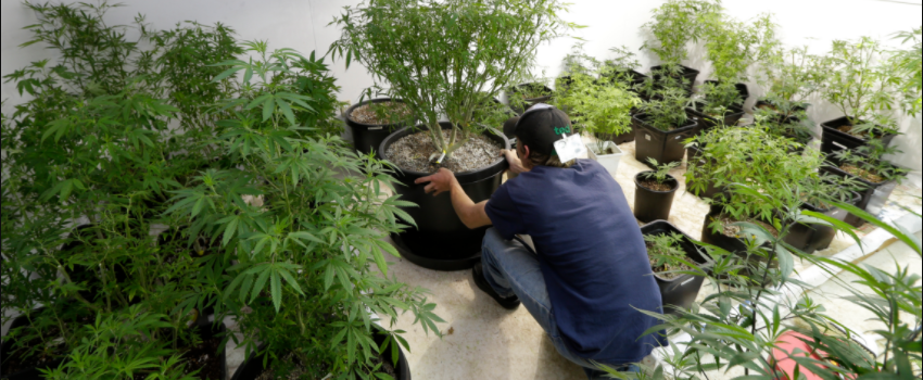 Growing_and_Manufacturing_Marijuana_001