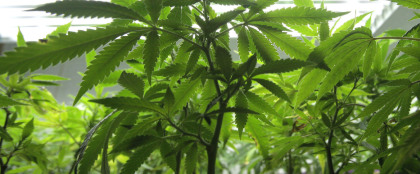 Growing and manufacturing marijuana GA