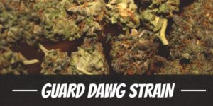 Guard Dawg Strain