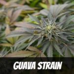 Guava Strain