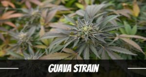 Guava Strain